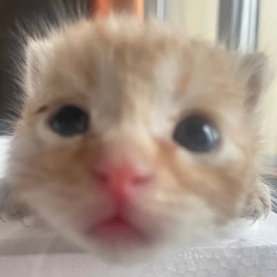 @ariiiqwq profile picture