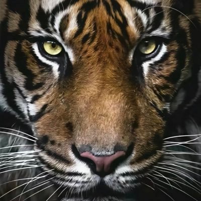 @JenniferHe16312 profile picture