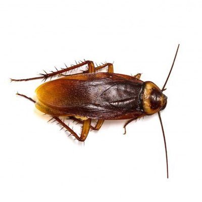 @Cockroach4India profile picture